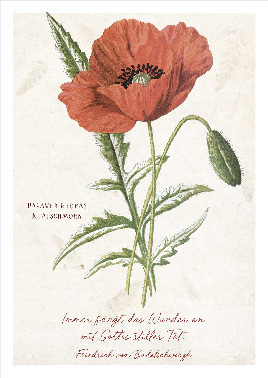 Postkarten Das Wunder - Klatschmohn