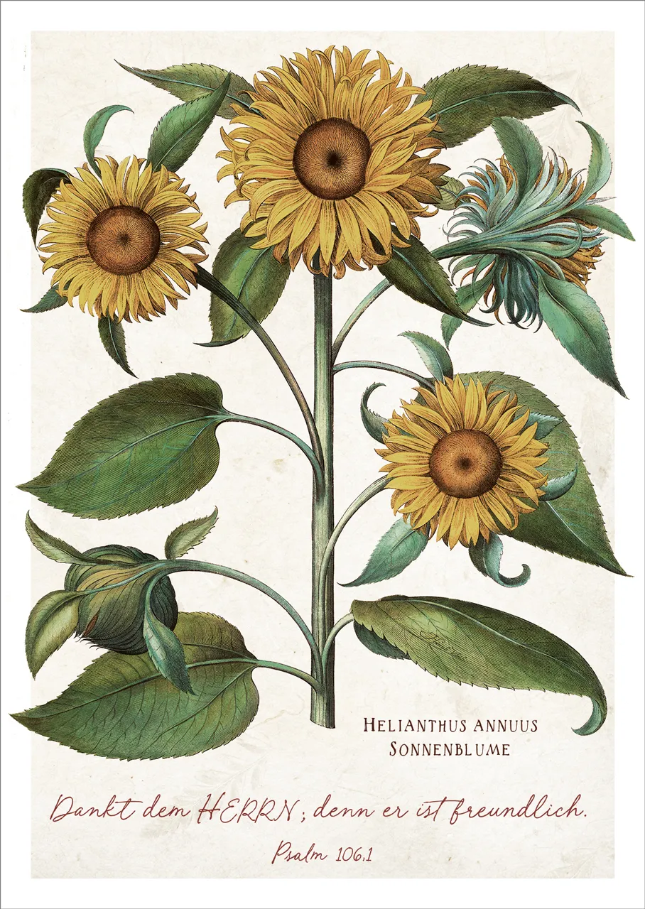 Postkarten Dankt dem Herrn - Sonnenblume