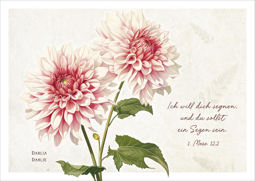Postkarten Ich will dich segnen - Dahlien