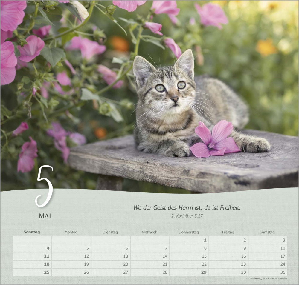 Katzen - Wandkalender