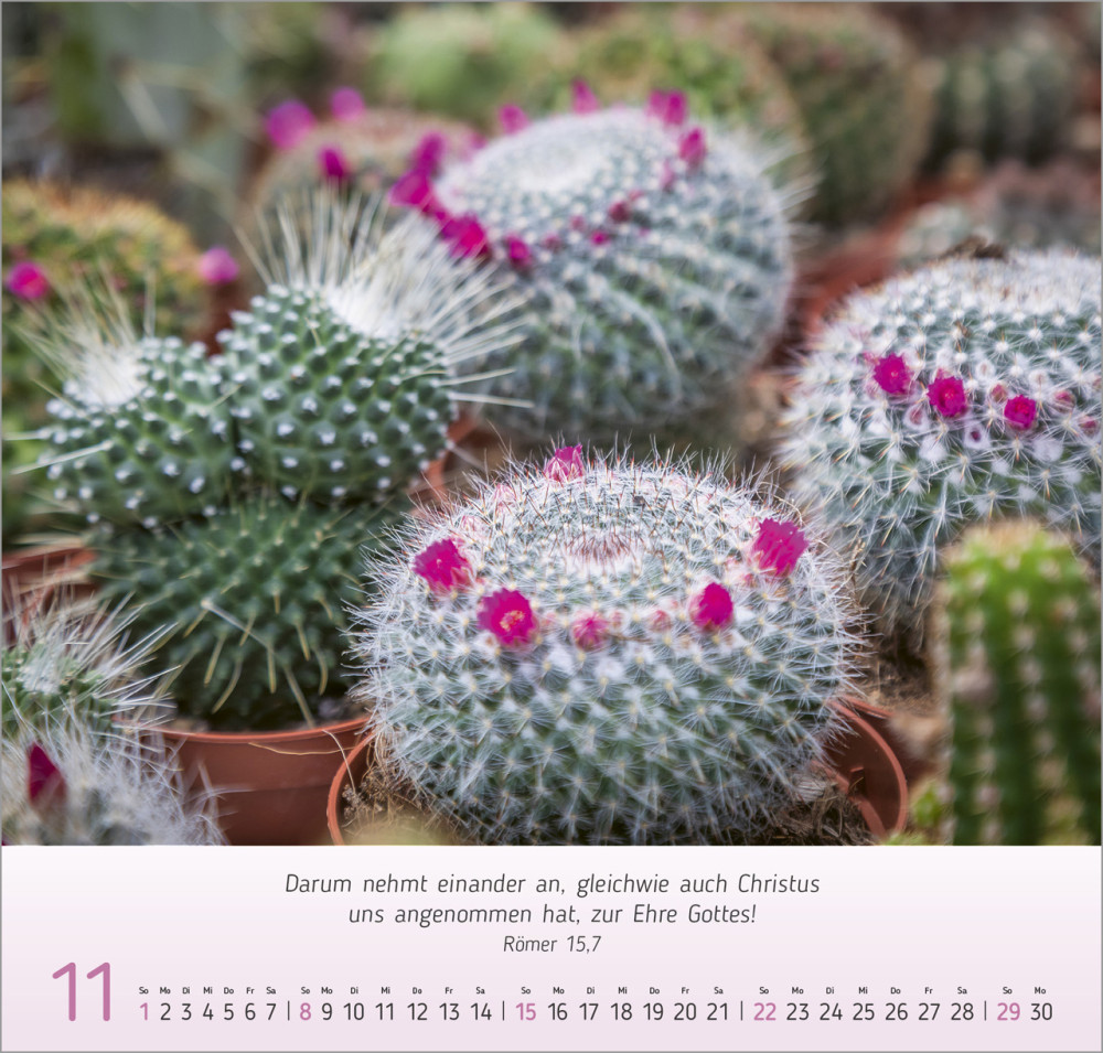 Blumen Impressionen - Wandkalender