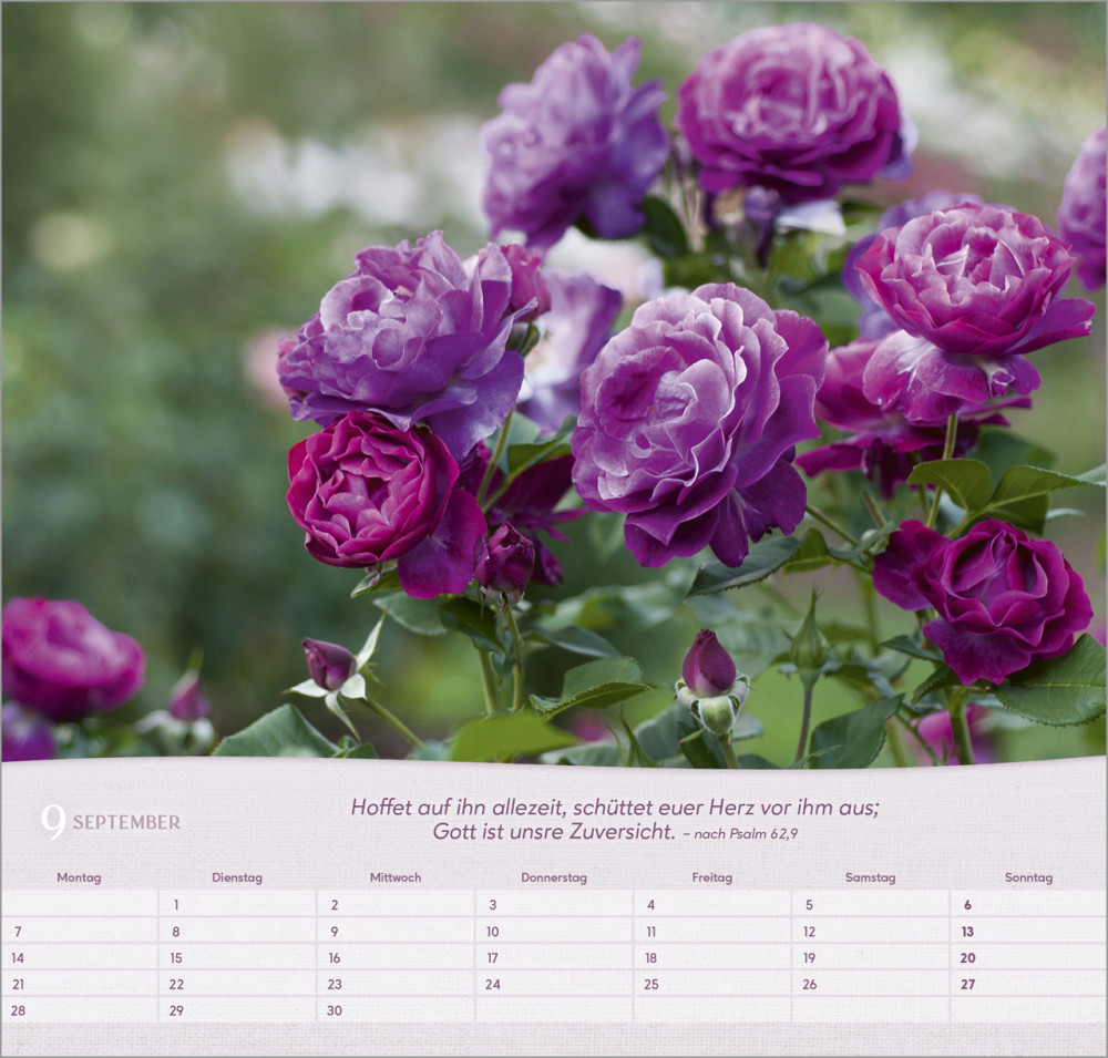 Rosen - Wandkalender