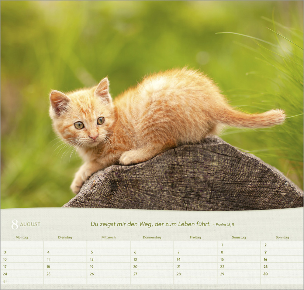 Katzen - Wandkalender