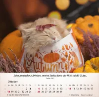 Kalender Katzen - Tischkalender