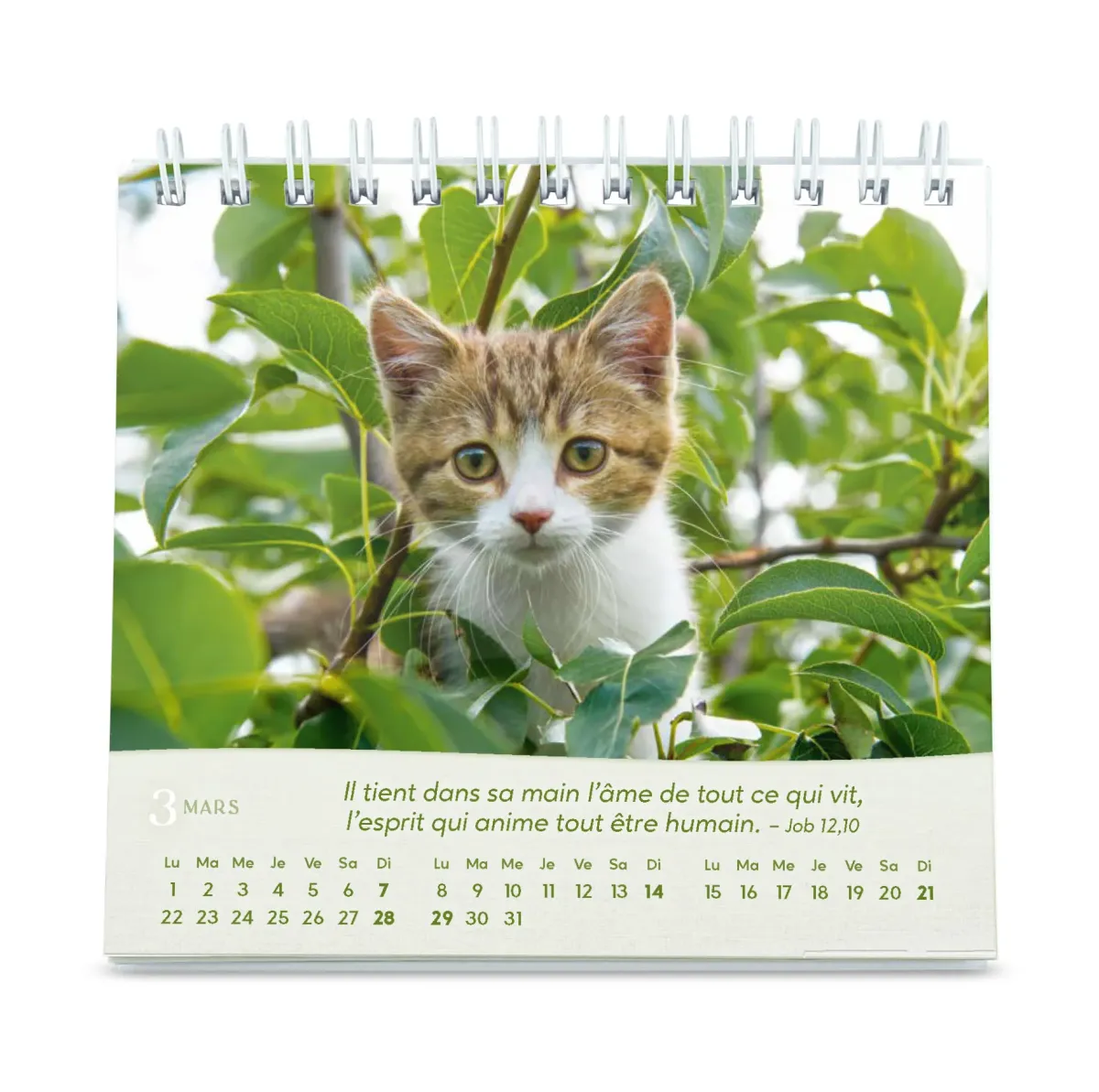 Chats (Les) - Petit calendrier avec 12 belles photos de chats