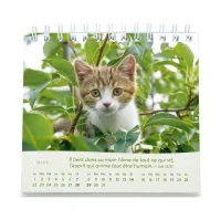 Chats (Les) - Petit calendrier avec 12 belles photos de chats